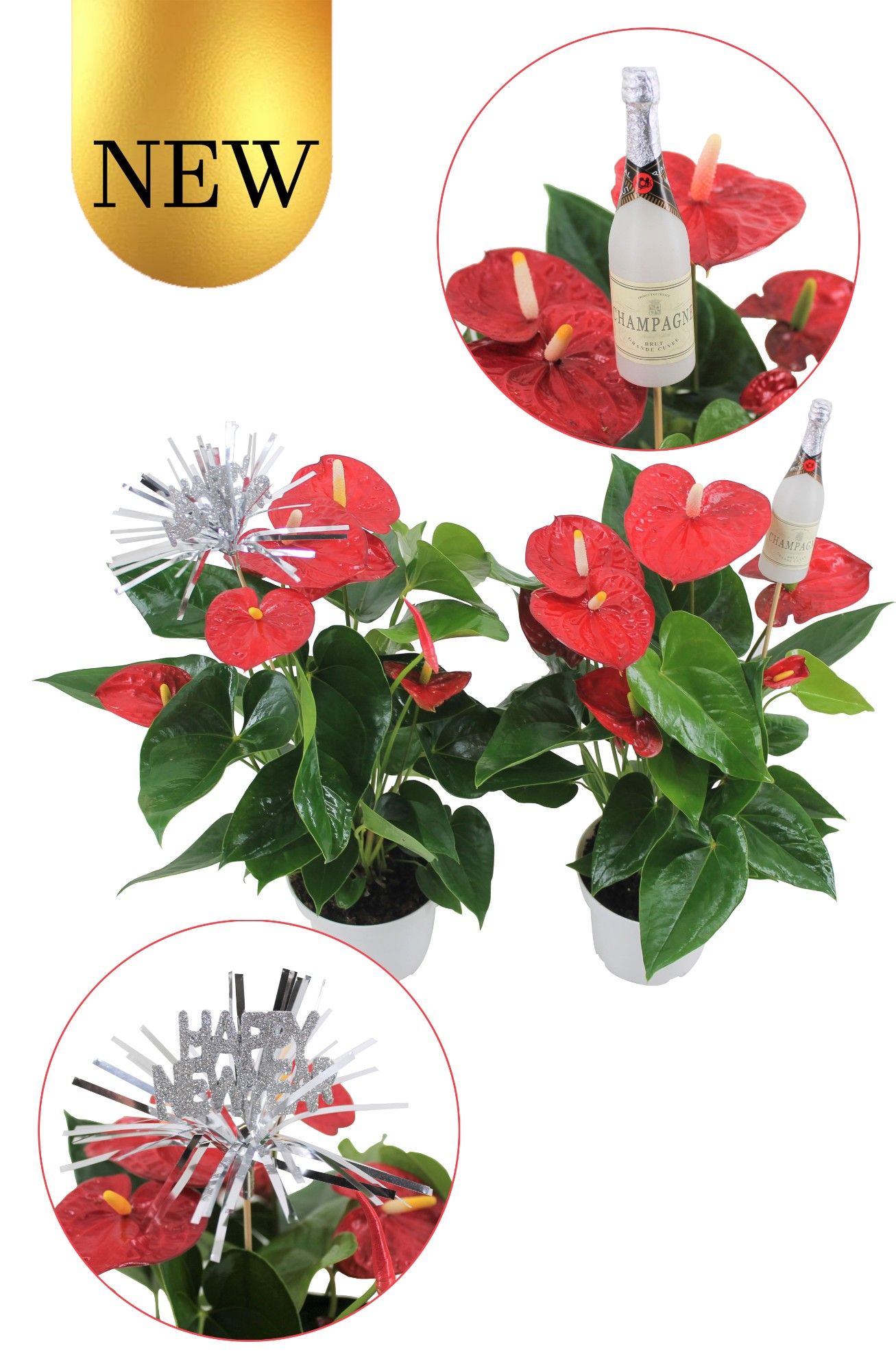 Anthurium XL.9 Jambo Red 14cm met 2 verschillende nieuwsjaarsstekers, D 14