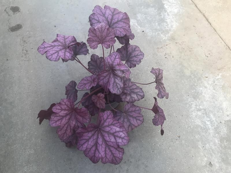 HEUCHERA-HYBRID, D 12