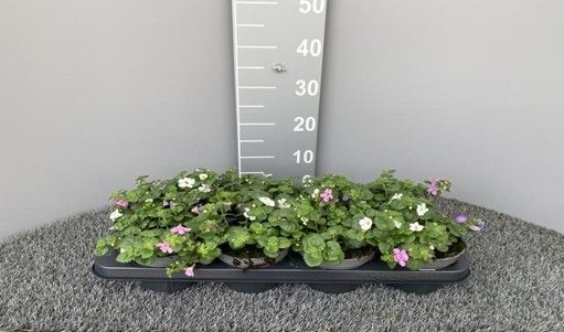 Sutera diffusus 'Scopia', trio, D 13