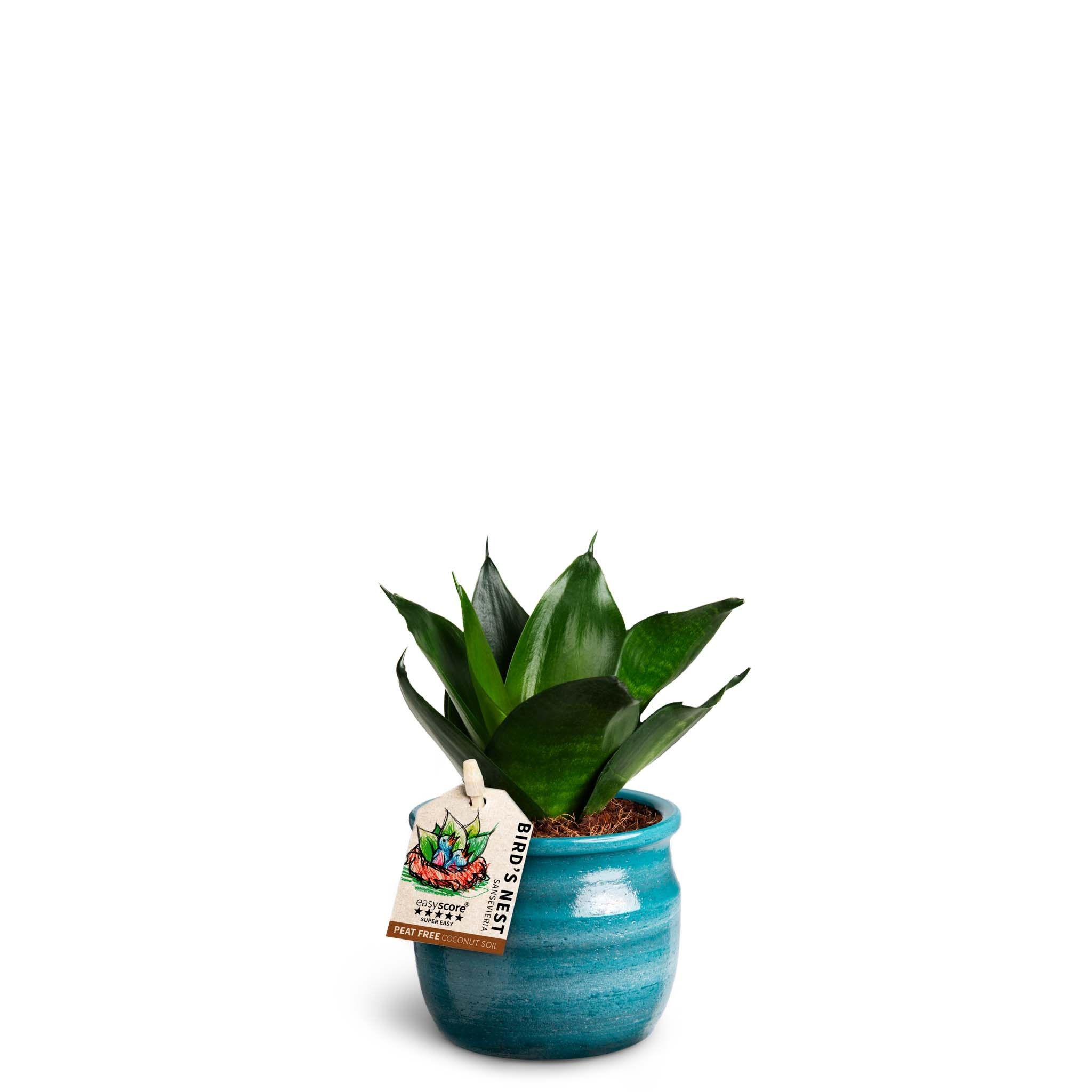 Maceta Teal, Sansevieria Hahnii Black, D 7
