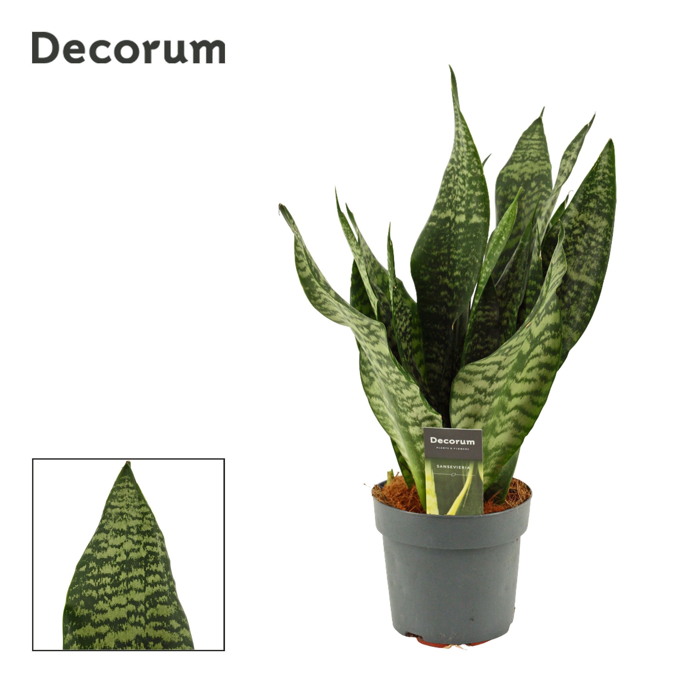 Sansevieria Super Green 14 cm (Decorum), D 14