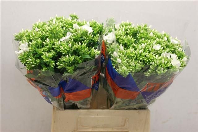 Флокс Вайт Кэп 45, шт.