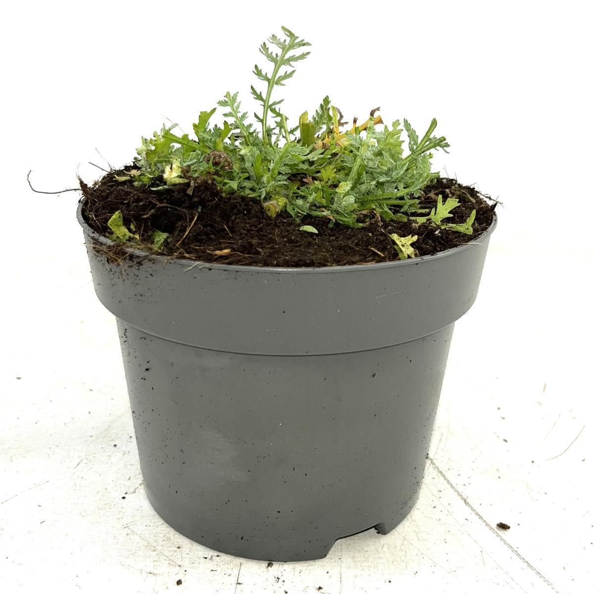 Achillea 'Moonshine', geel, D 17