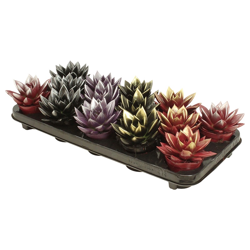 Miranda bicoloured Xmas mix, D 8,5