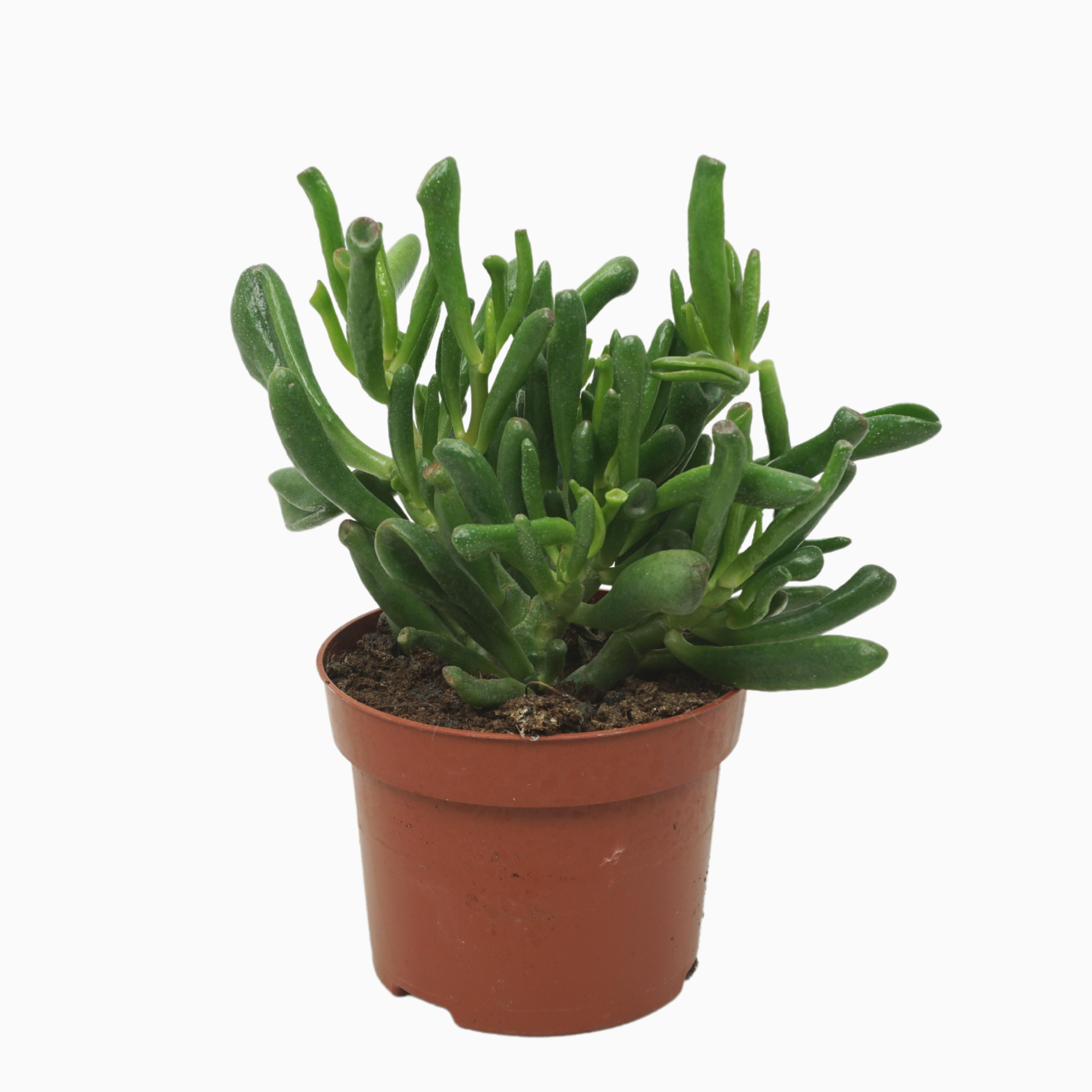 Crassula gollum 12 cm, D 12