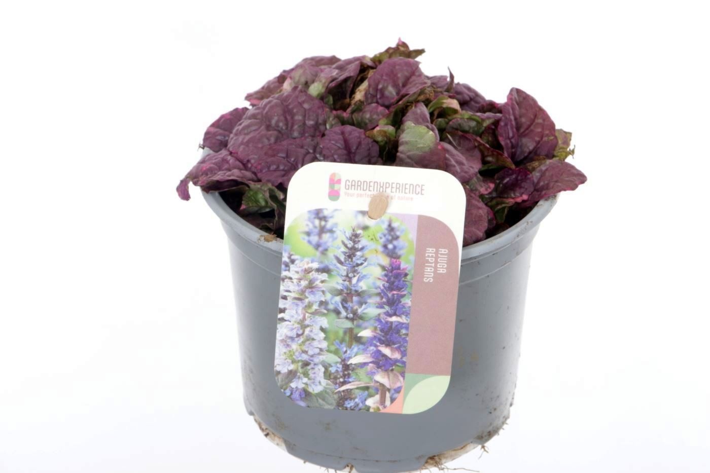 Ajuga reptans Burgundy Glow, D 13