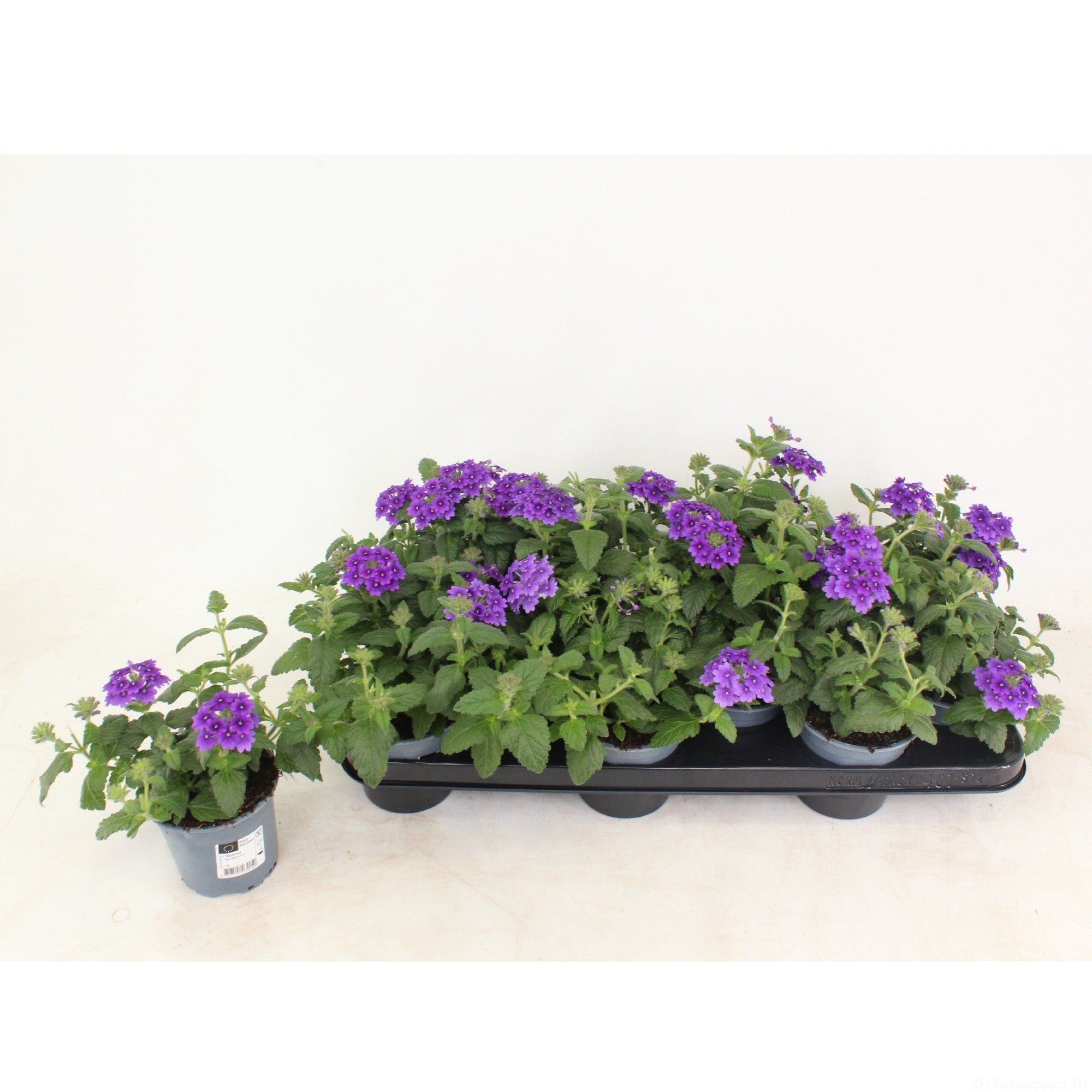 Verbena Vanessa Dark blue, D 10,5