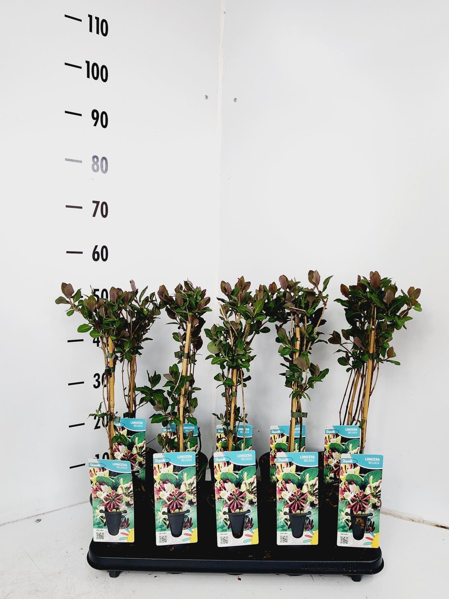 Lonicera belgica, D 12 cm