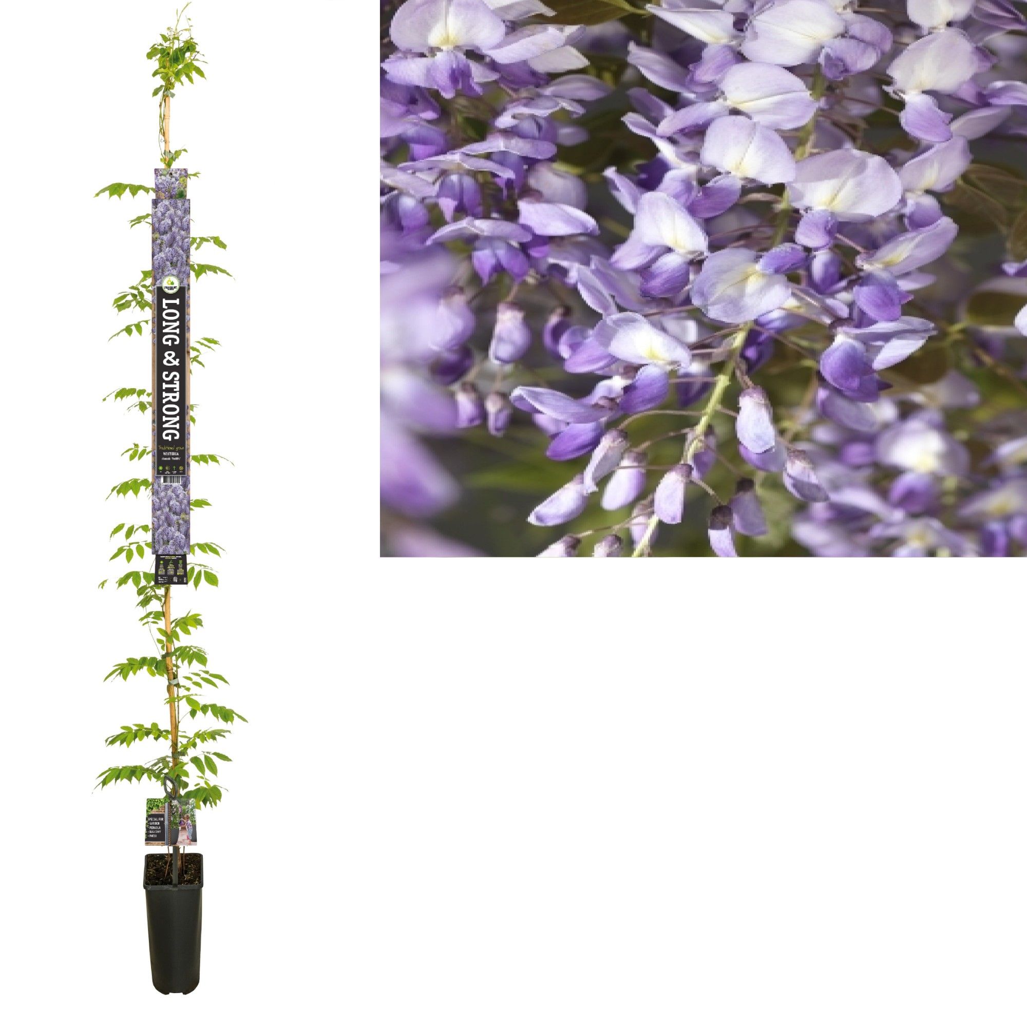 Wisteria sinensis 'Prolific' +Long & strong label, D 23 cm