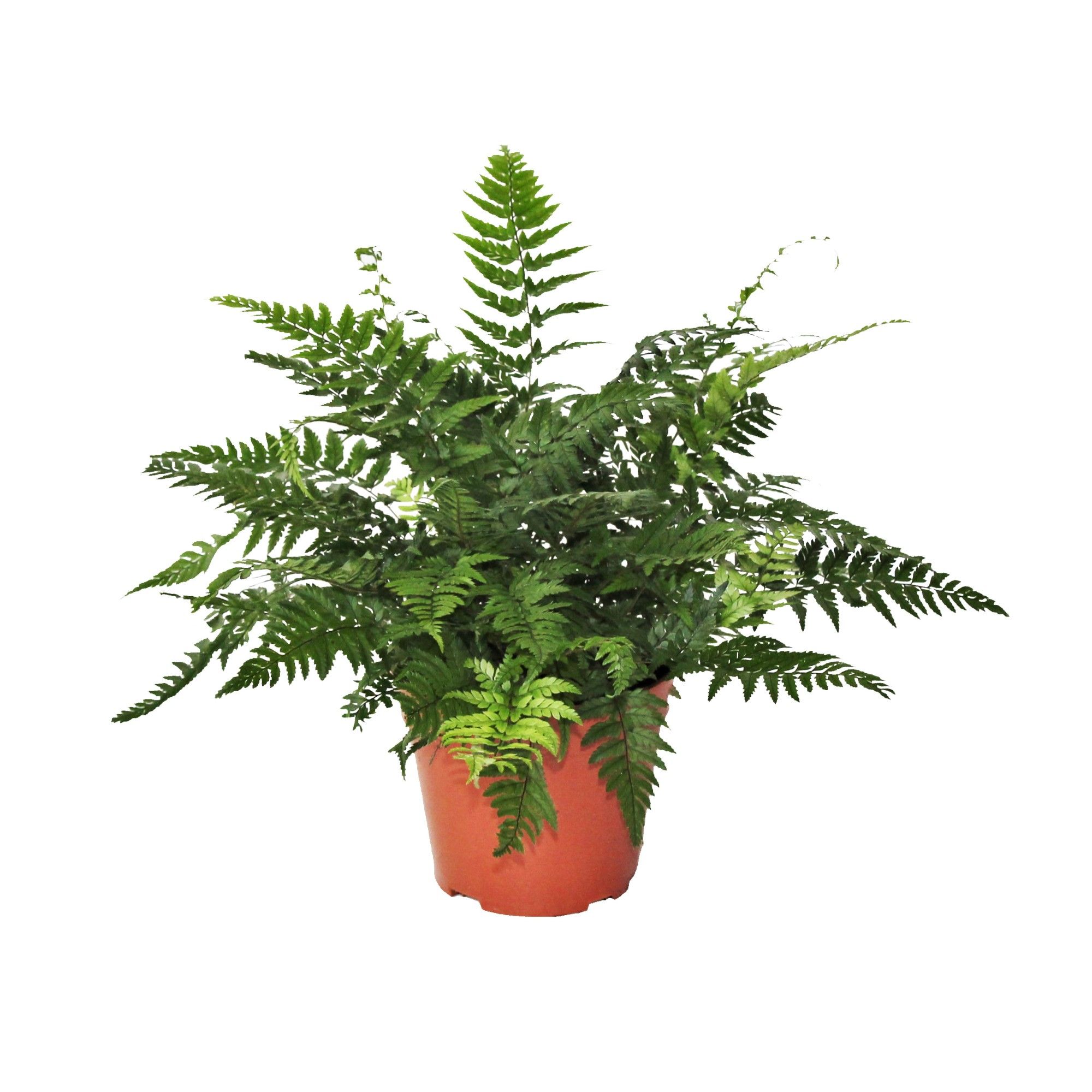 Athyrium Spicatum - De varen voor binnen en buiten!, D 14