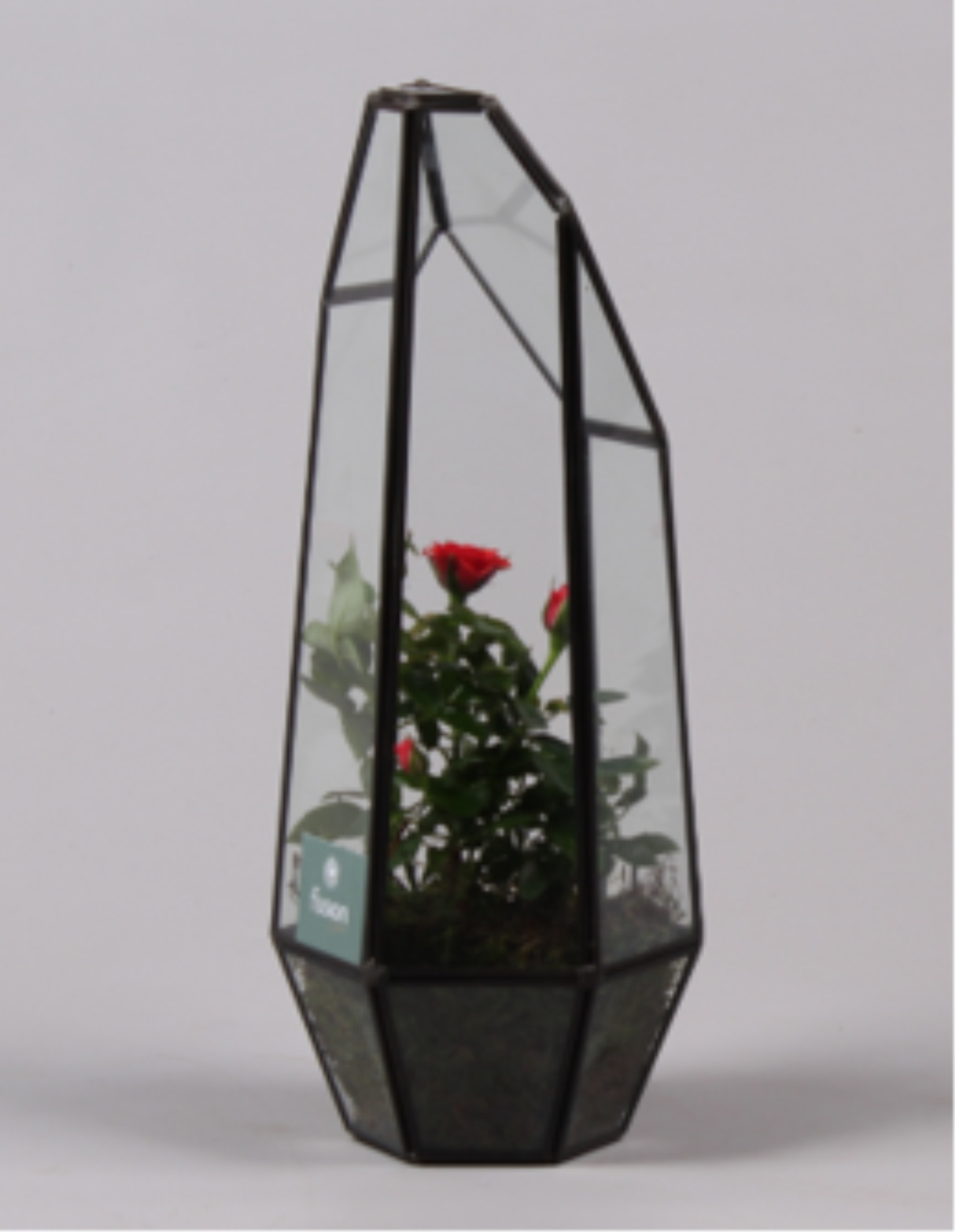 Metalen Geometrisch Lantaarn met Potroos, D 12