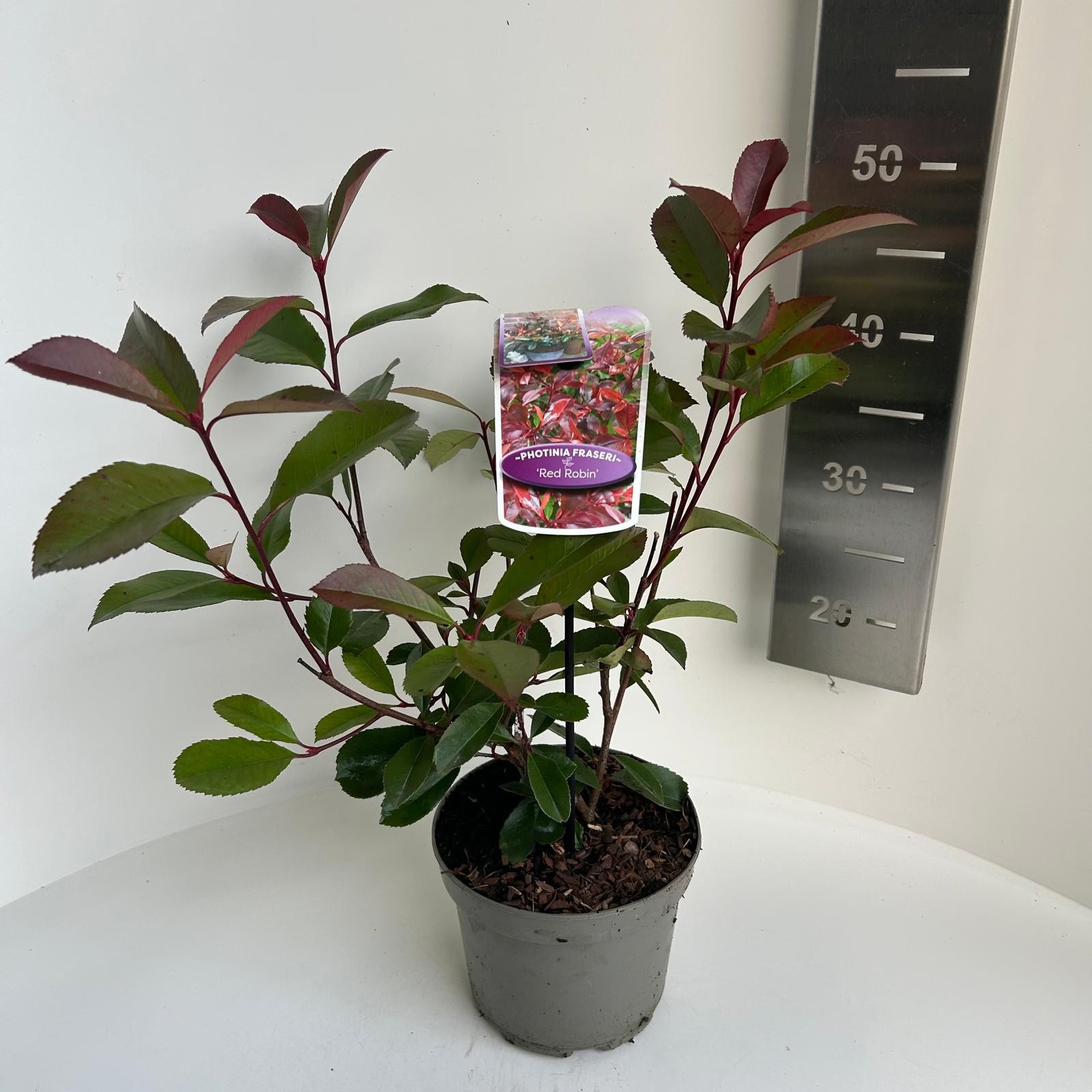Photinia fras. Red Robin, D 17