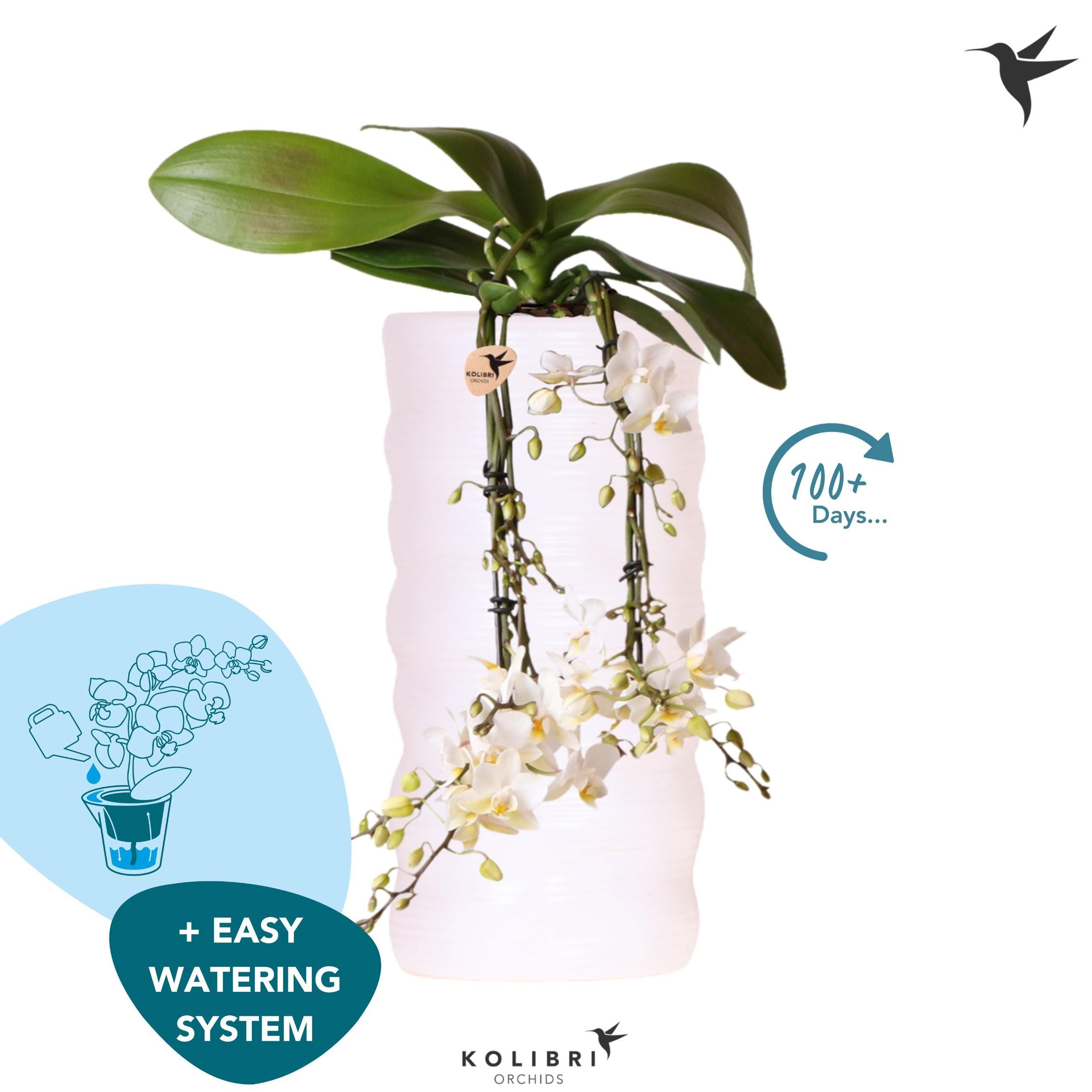 Kolibri Orchids Phalaenopsis Victoria Fall in Como fall pot easy watering system, D 9