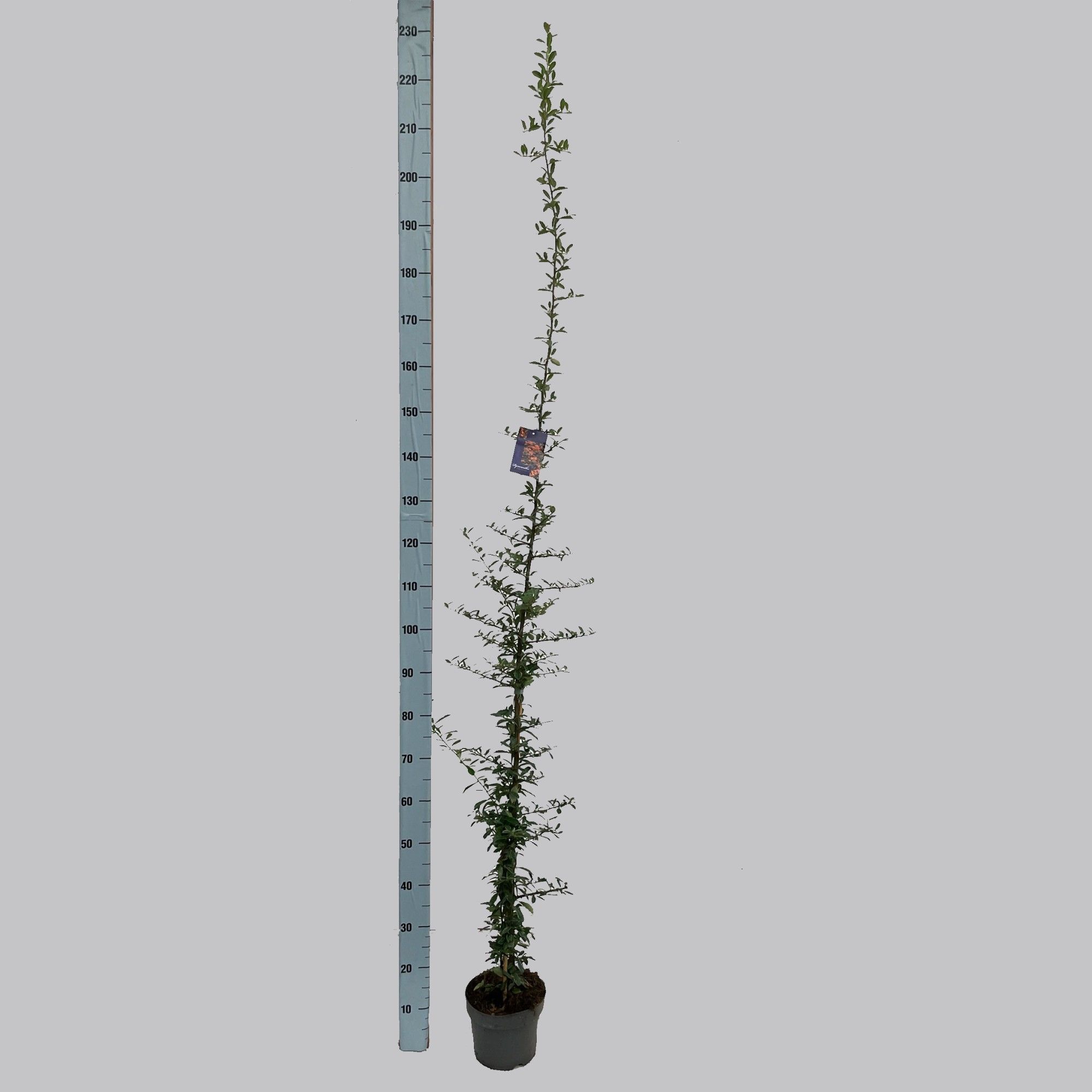 Pyracantha Golden Charmer 19/C3, D 19