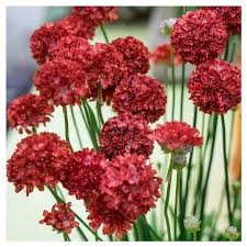 Armeria Ballerina Red, D 14