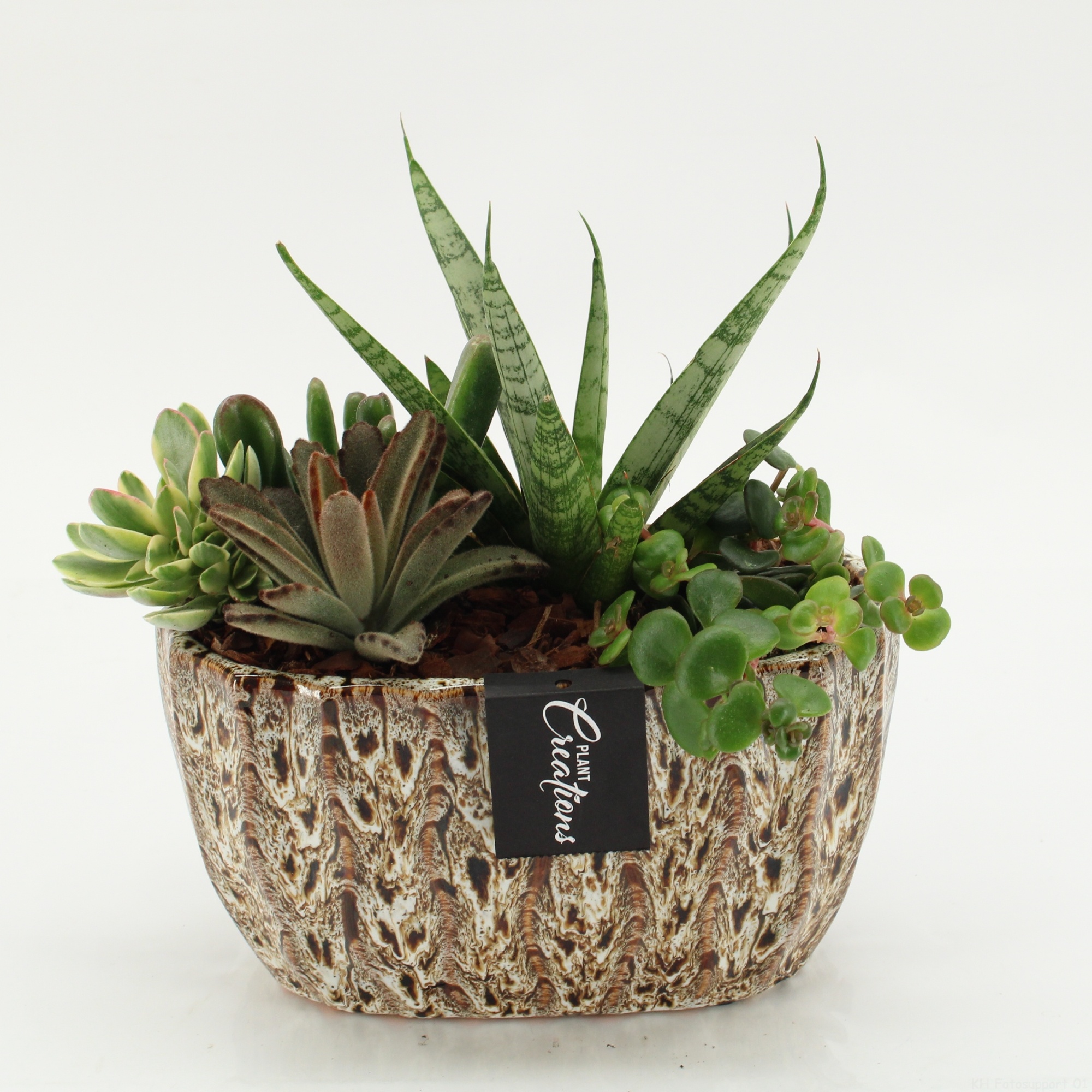 SUCR-2614 Succulent Essentials, D 20