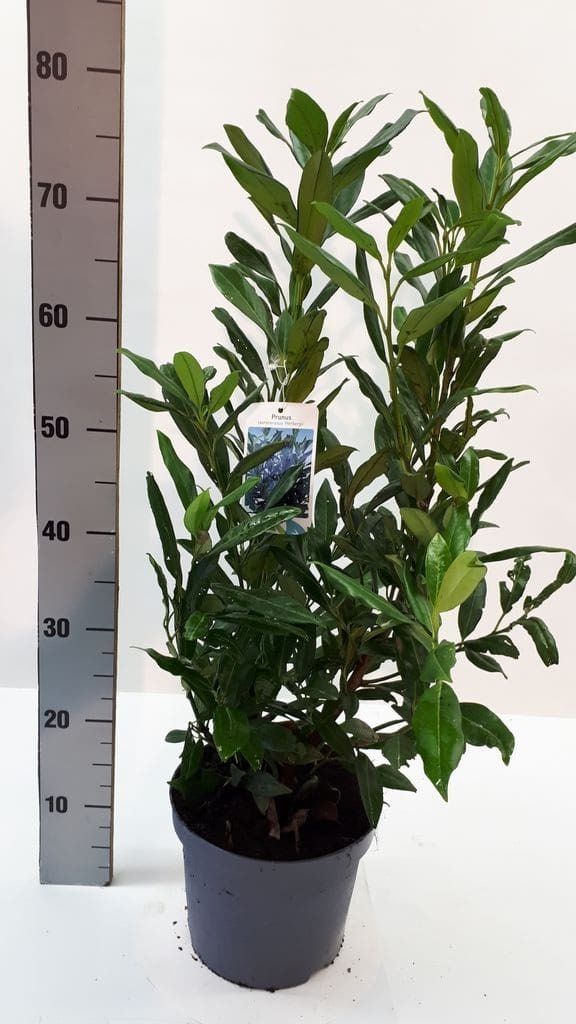Prunus laurocerasus 'Herbergii' 80cm P21, D 21 cm Prunus laurocerasus 'Herbergii' 80cm P21, D 21 cm