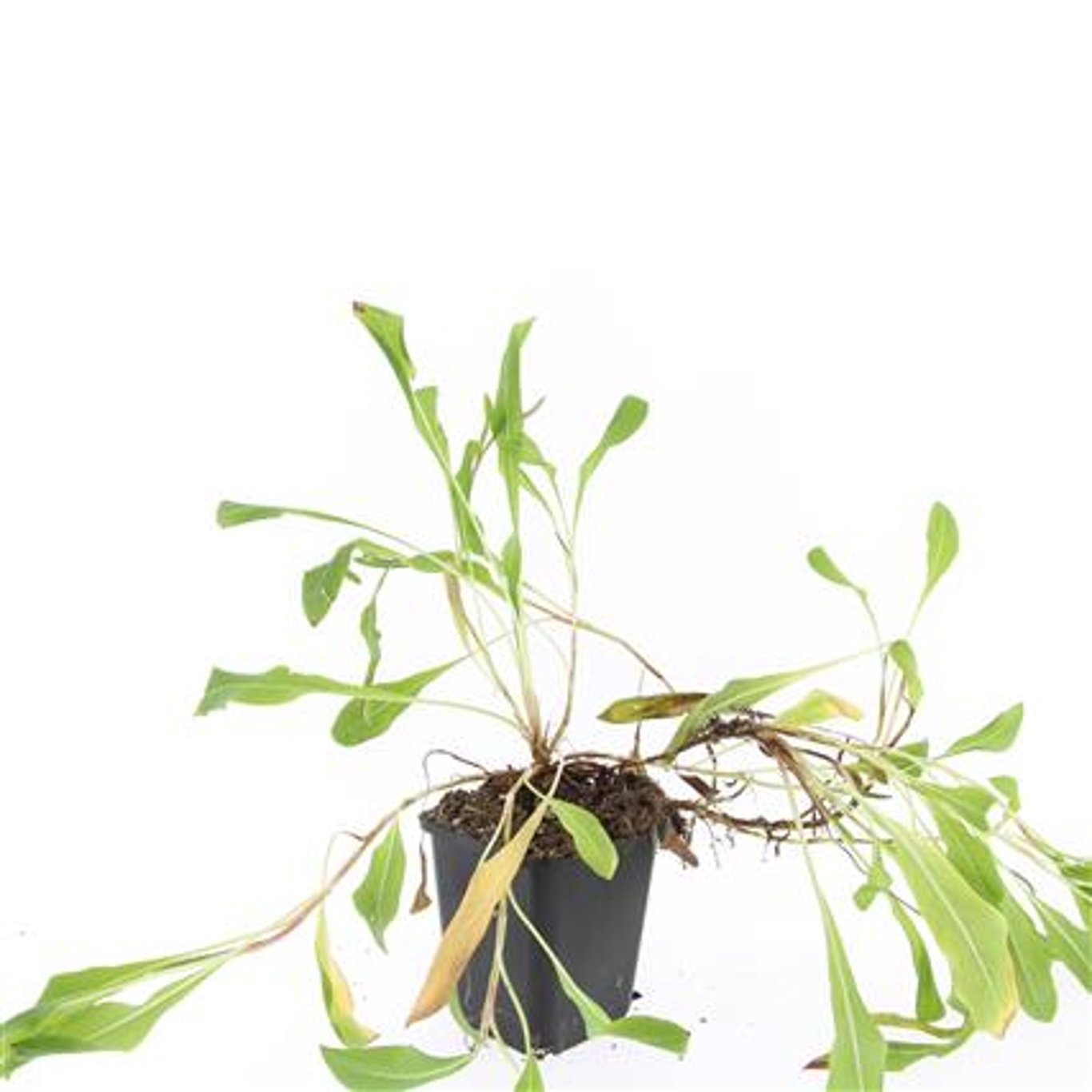 Persicaria aff. 'Superba', D 9 cm