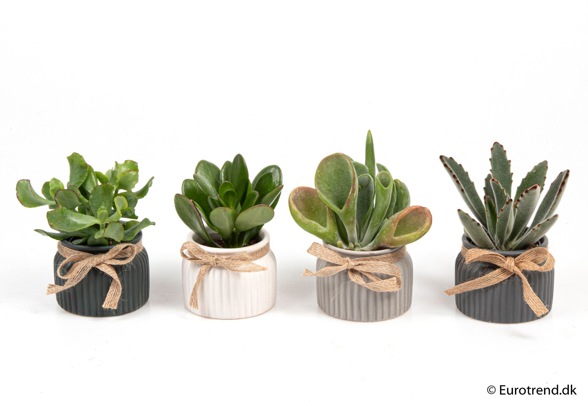 Succulent mix in ceramic - New Look 2025, D 6