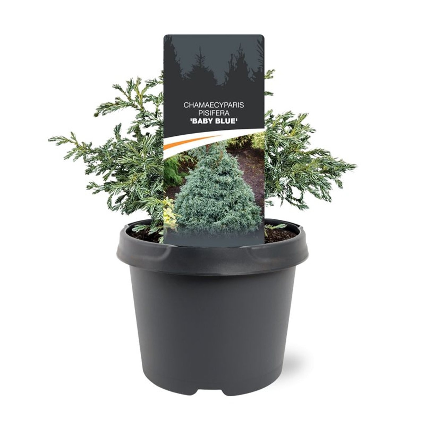 Chamaecyparis pis. 'Baby Blue', D 19 cm Chamaecyparis pis. 'Baby Blue', D 19 cm