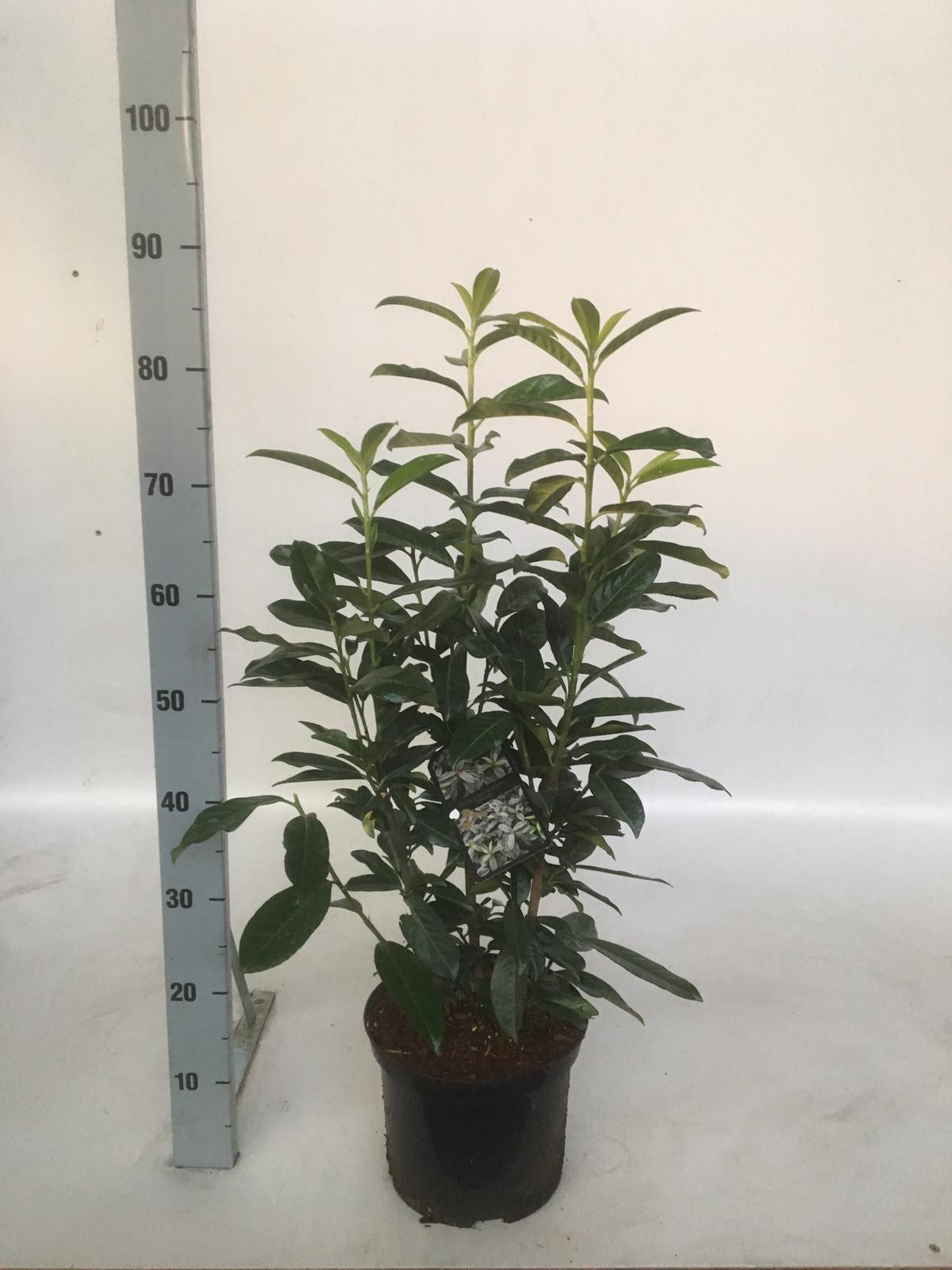 Prunus laurocerasus 'Genolia', D 19 cm