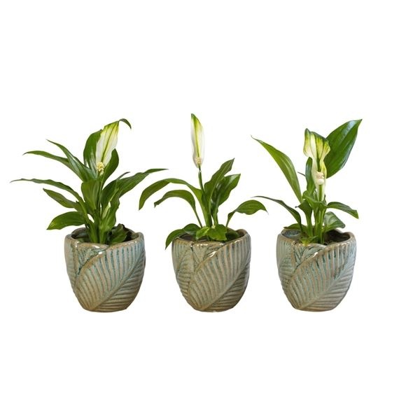 L 65964 with Spathiphyllum 6 cm, D 6 cm L 65964 with Spathiphyllum 6 cm, D 6 cm