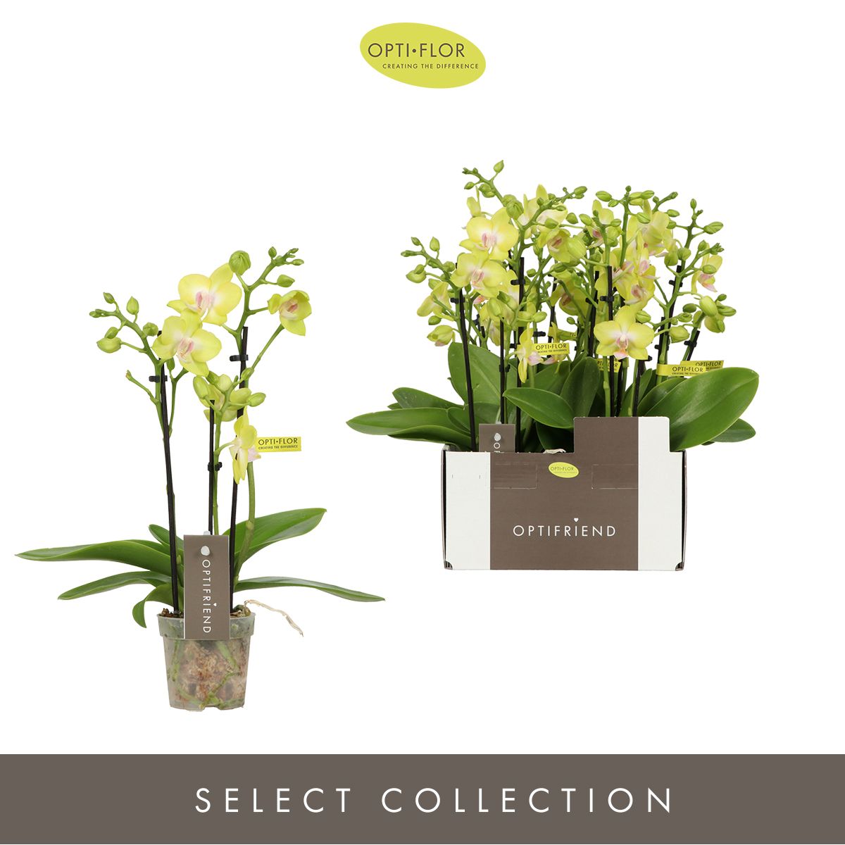 Optifriend Suzy 3 spike, D 7 cm