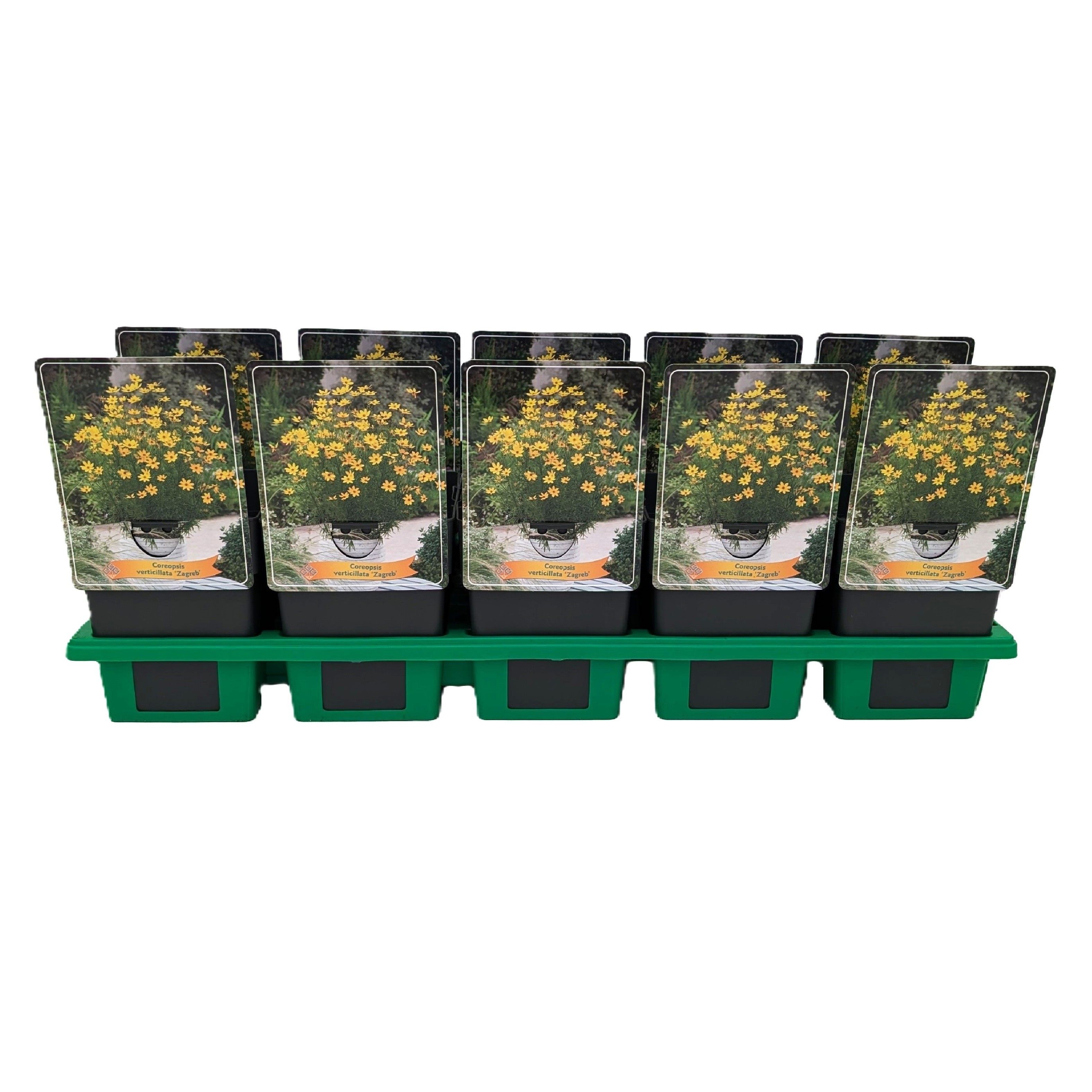 Coreopsis verticillata ‘Zagreb’ P11, D 11