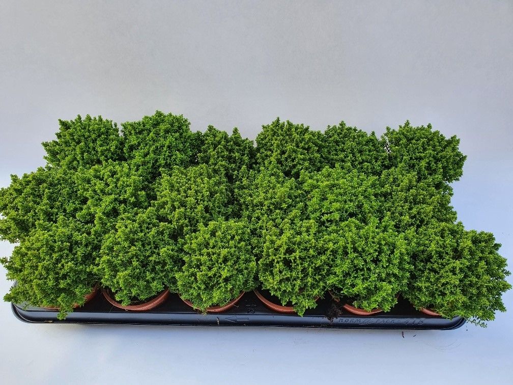 Hebe Emerald Green, D 9 cm