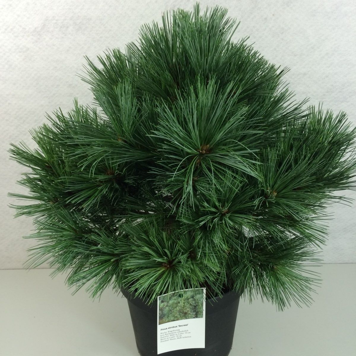 Pinus flexilis 'Pygmaea', D 29
