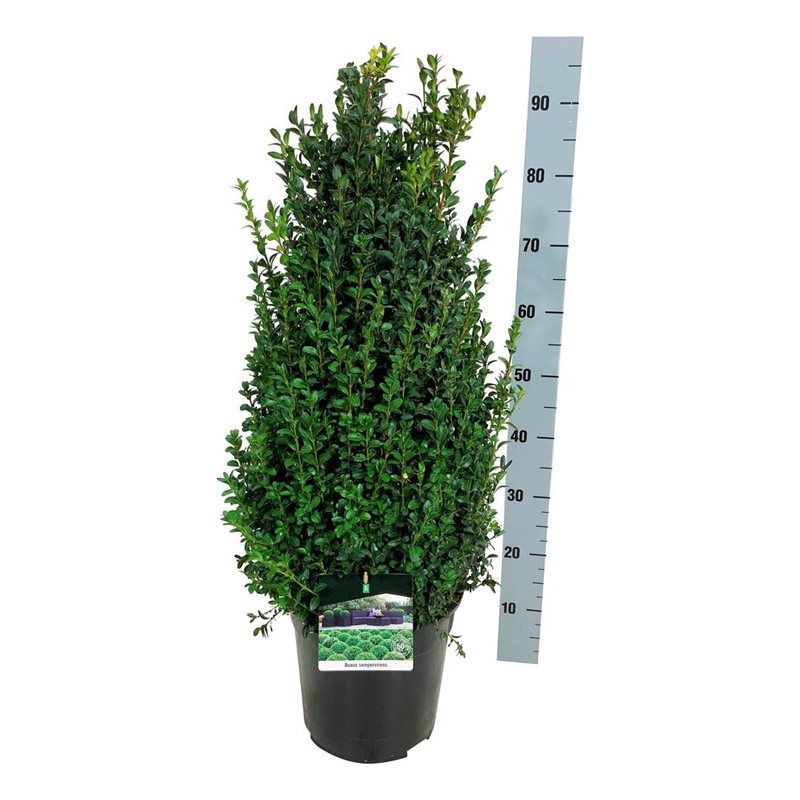Buxus sempervirens, D 27