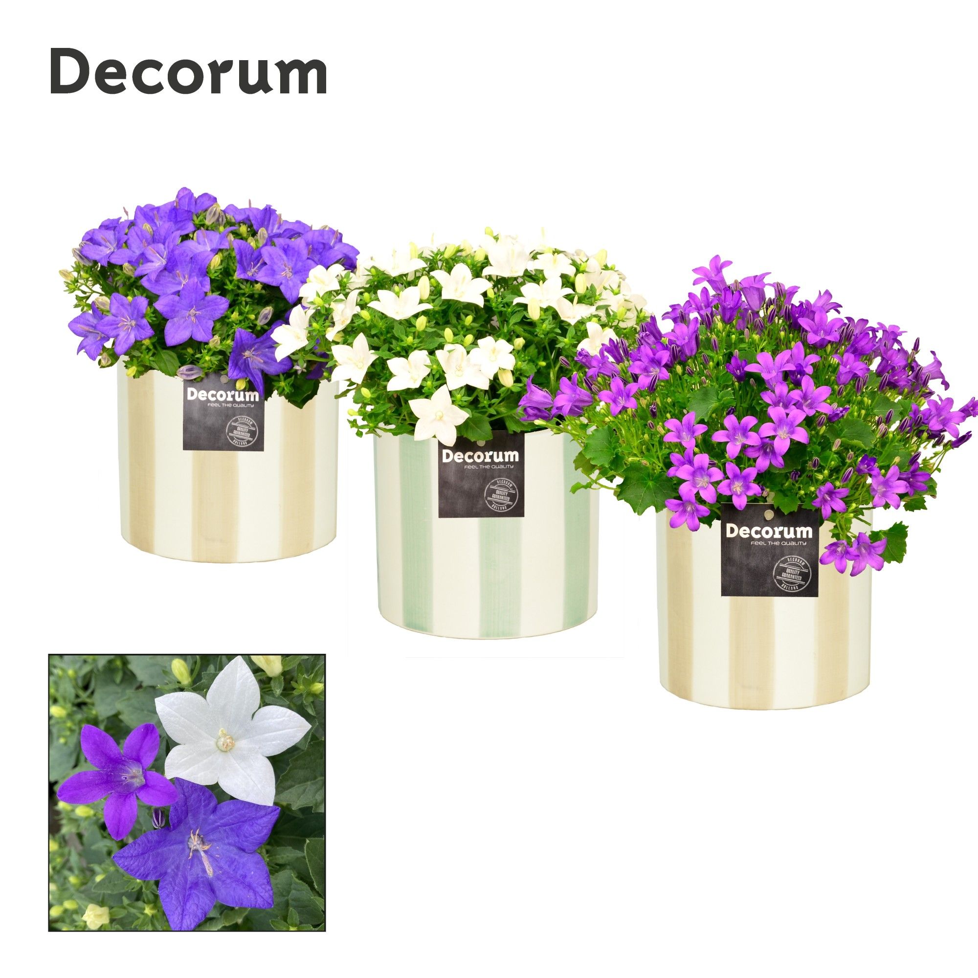 Campanula Mix Decorum Eline, D 14