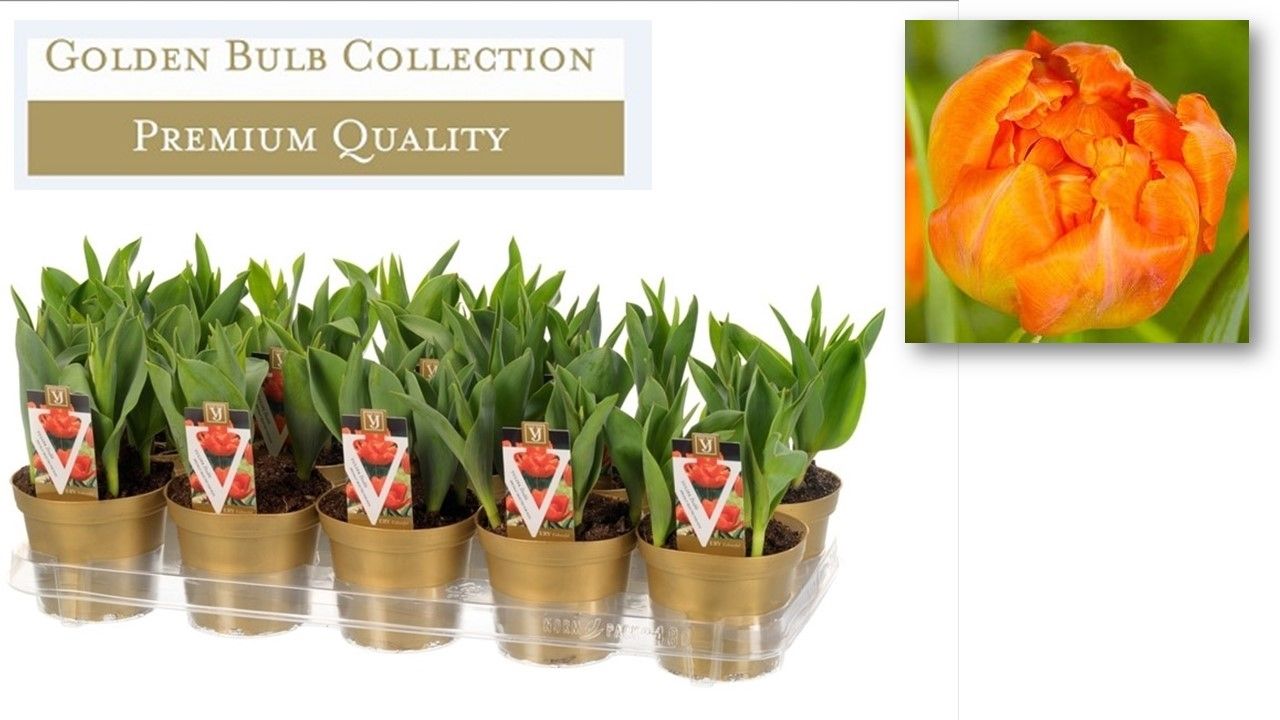 Tulipa monte orange, D 12