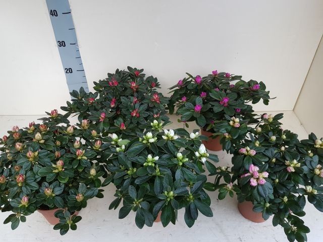 azalea indica 25 cm, D 12