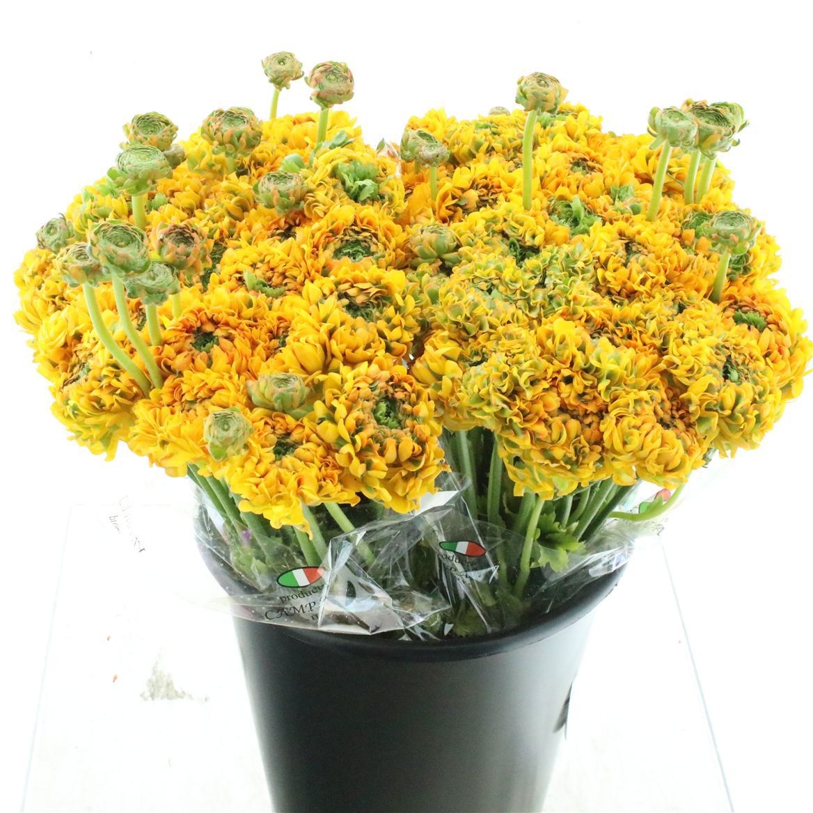 Ранункулус Пон Пон Мерлино 45, шт.