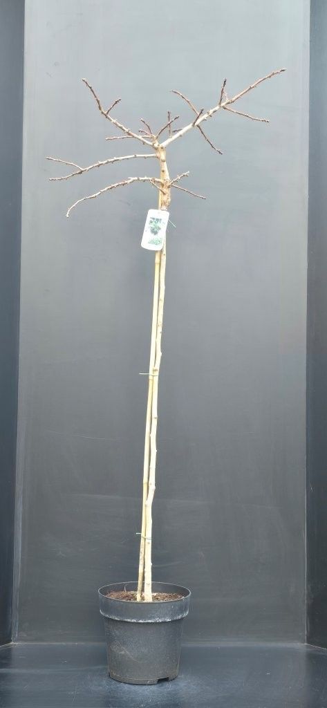 Ginkgo biloba Mariken, D 29