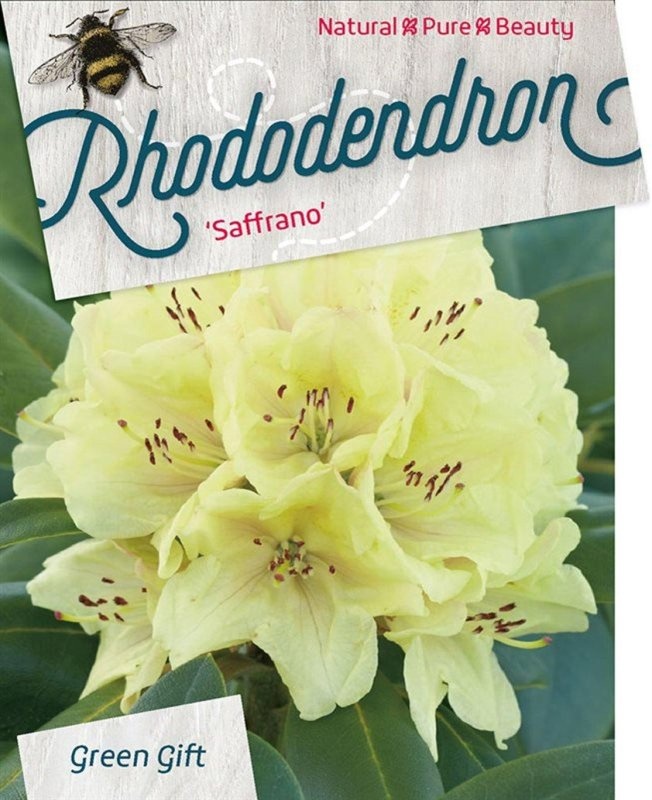 Rhododendron 'Saffrano', D 29