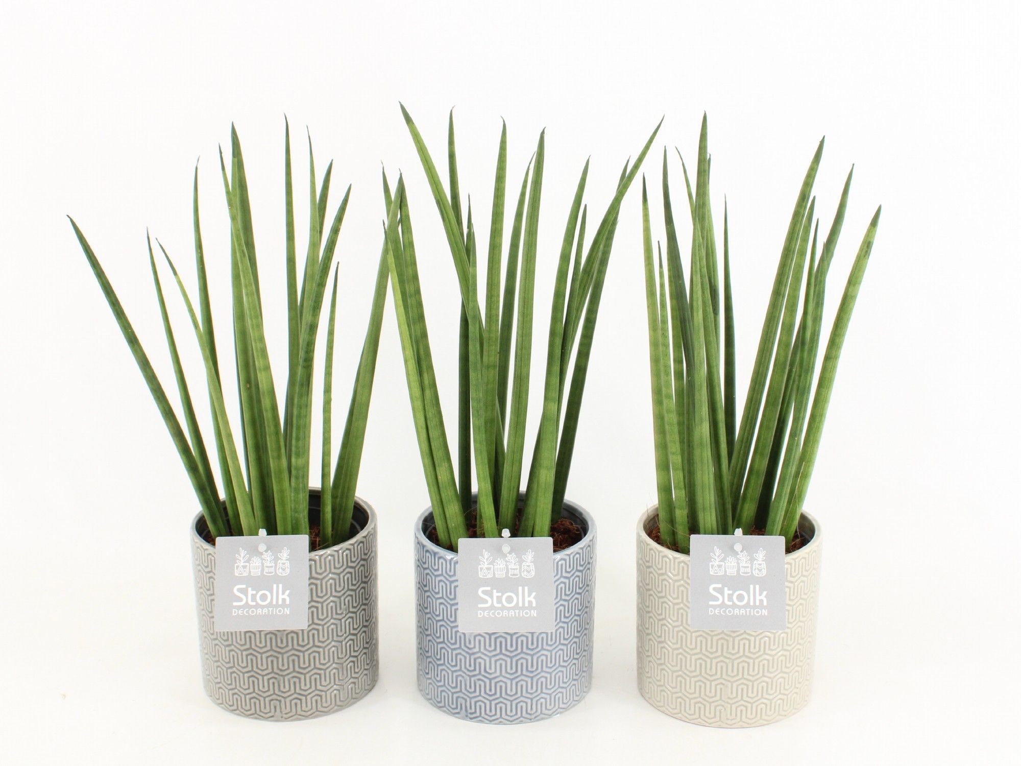 Sansevieria Cylindrica in Gaia keramiek, D 13
