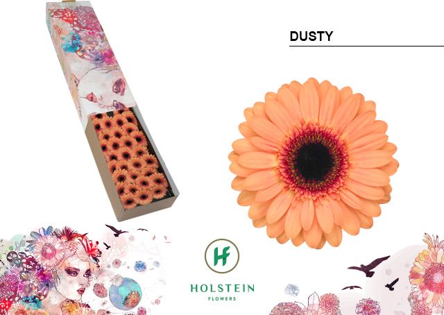 Гермини Дасти x60, шт.