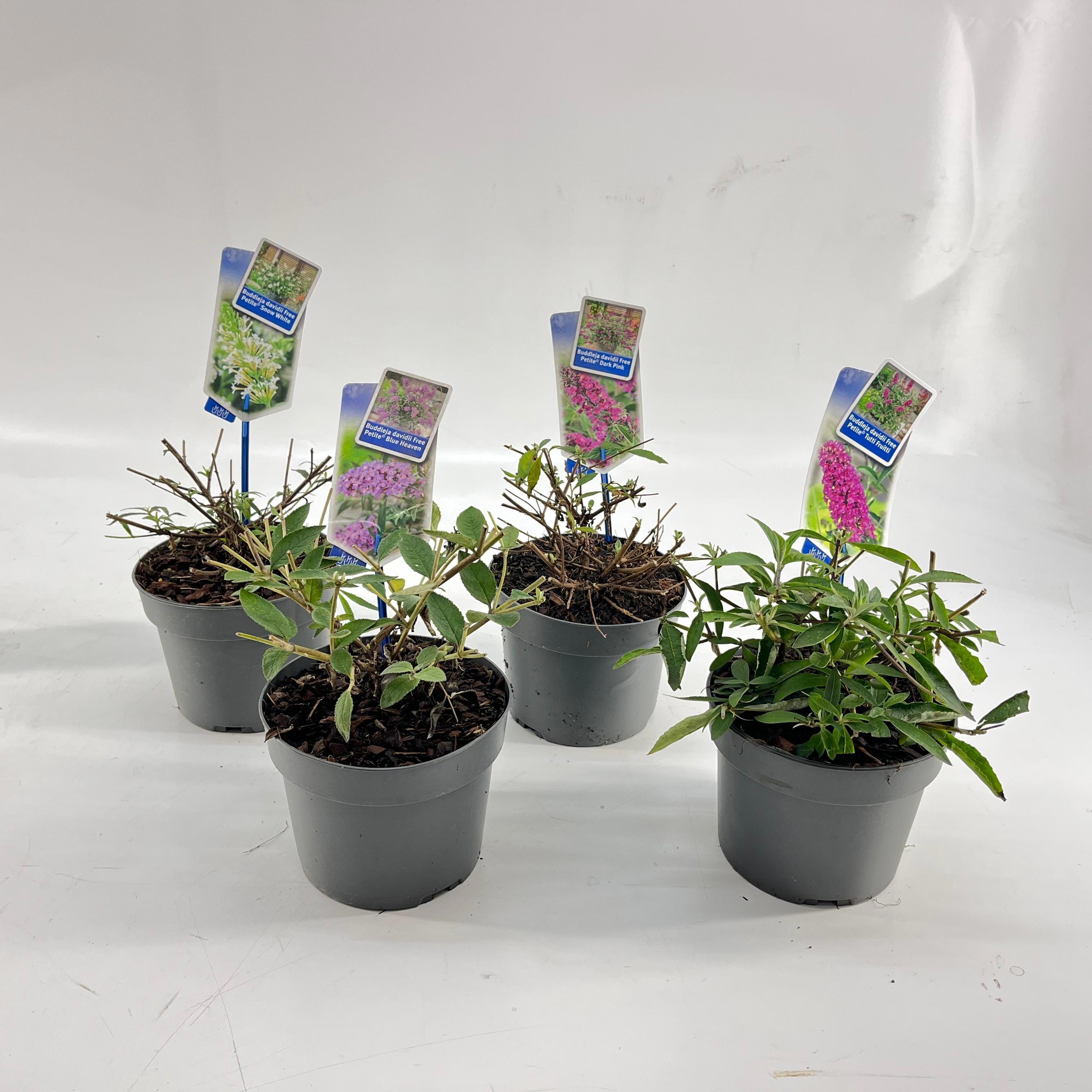 Buddleja (Free petite) mix P17 (minimum order one layer), D 17