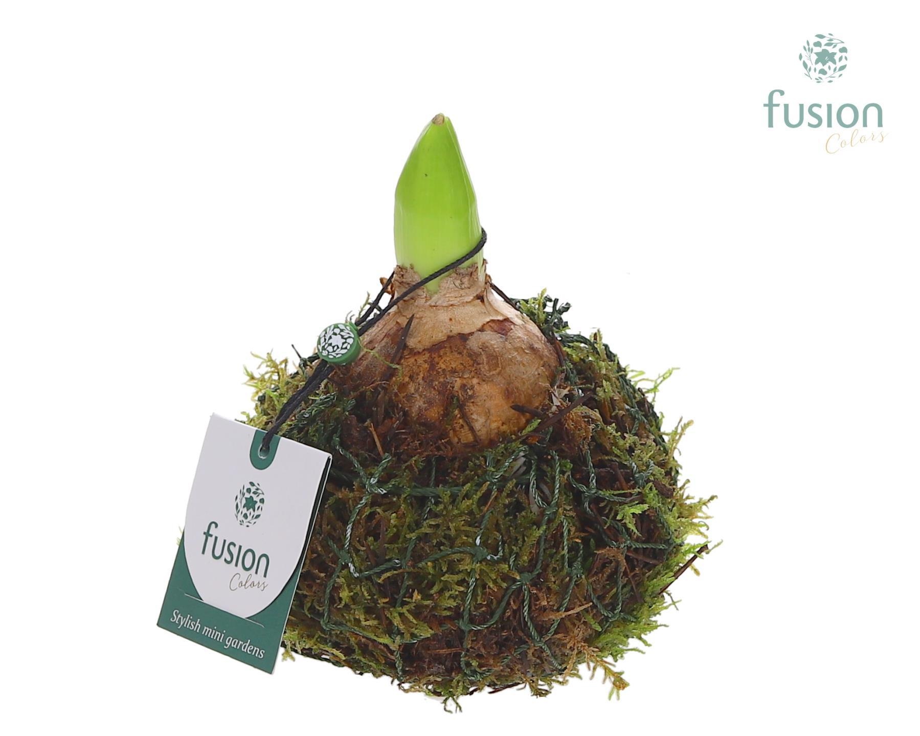 Mosbollen met Hyacint, D 10