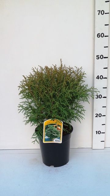 Thuja occ. 'Globosa', D 19 cm