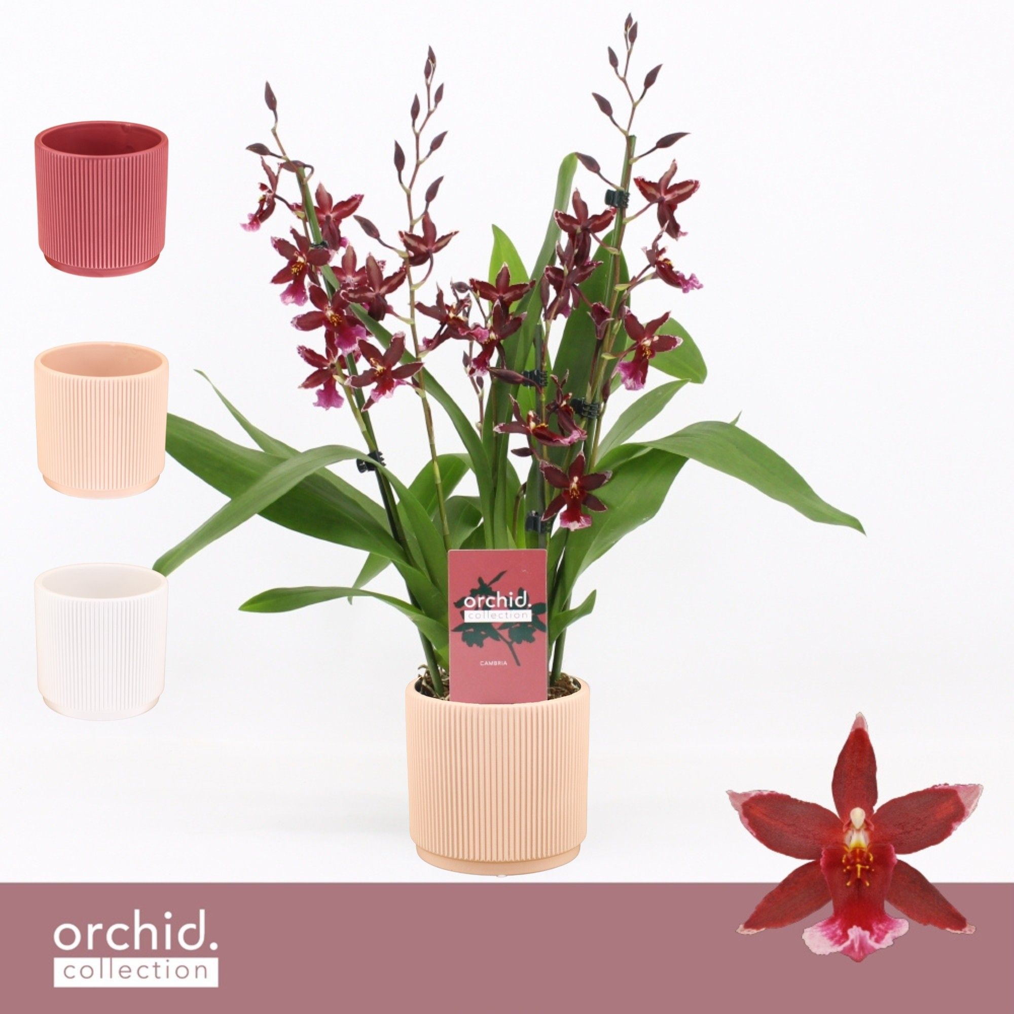Barrocco Red, 3/4-spike in Horizon Ribble 'Orchid Collection', D 12
