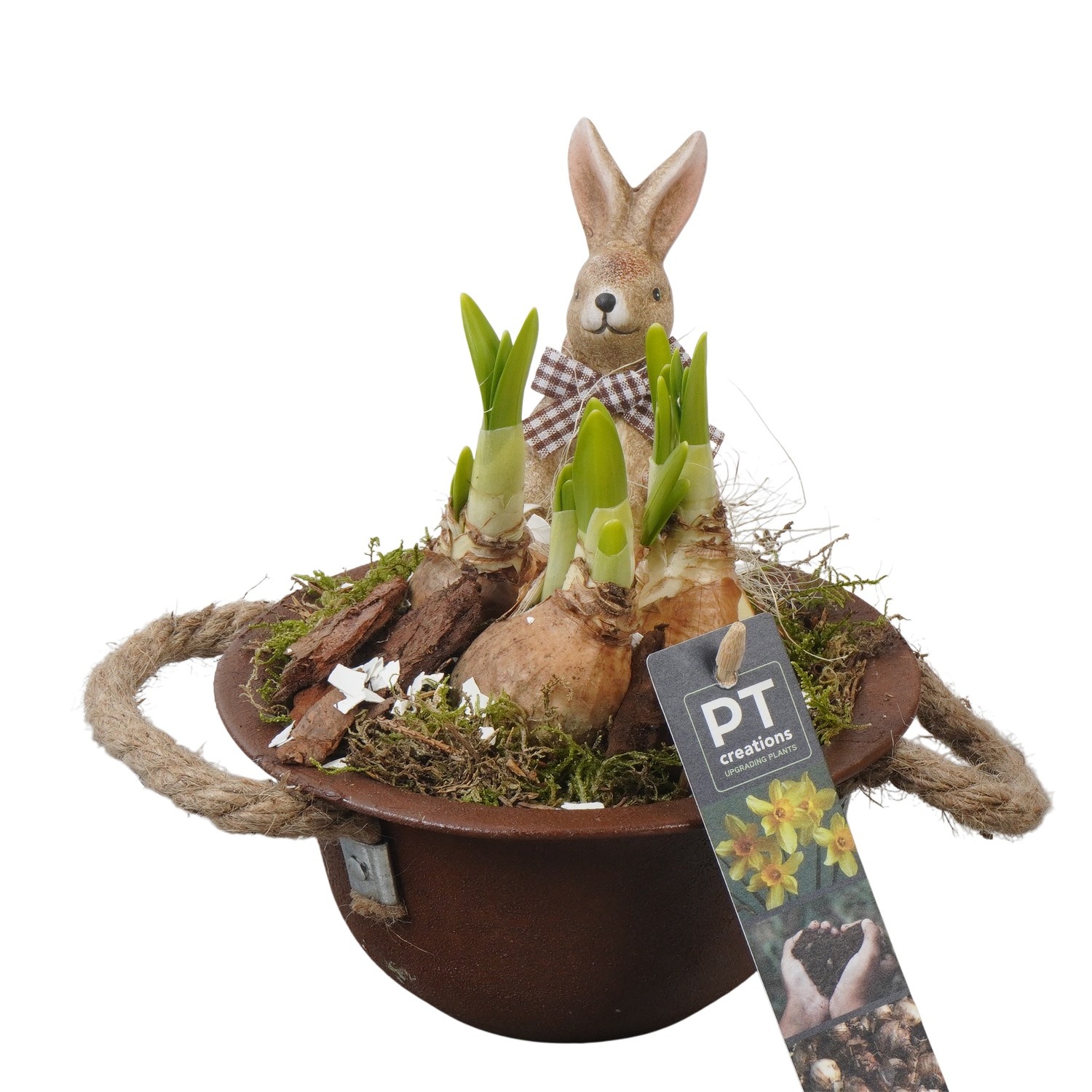 PTNP4425 Arrangement Narcissus Easter in zink schaal, D 16