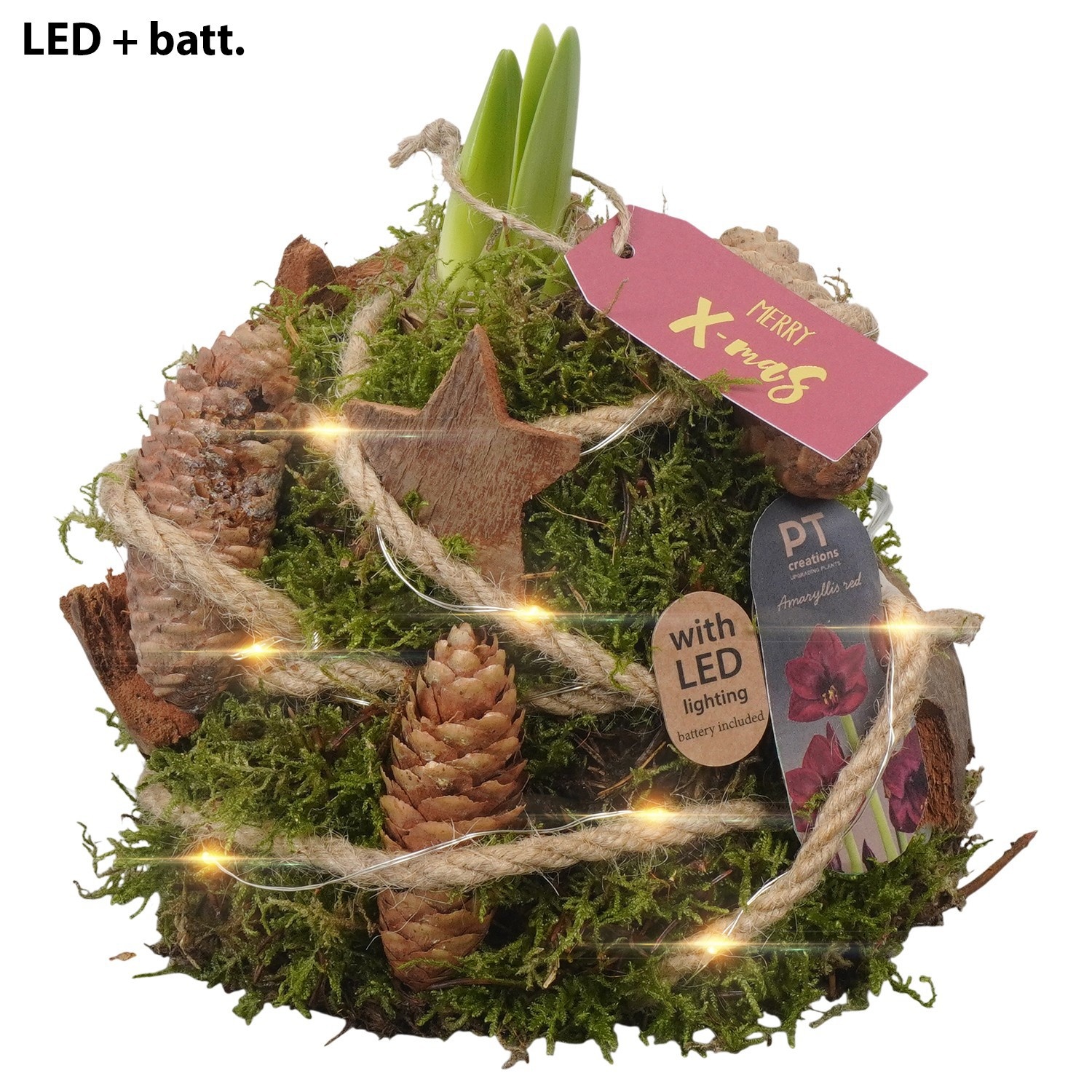 PTACH2534 Arrangement Amaryllis Christmas in mos gewikkeld met led, D 12