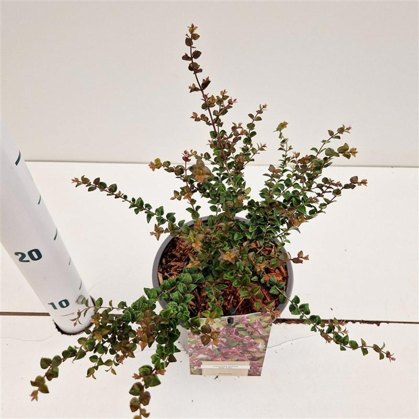 Lonicera nitida 'Red Tips', D 15 cm