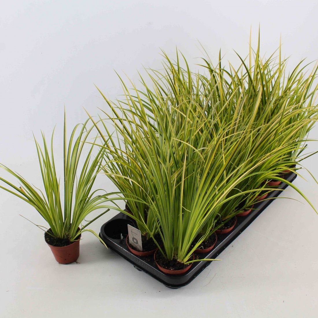 Acorus gramineus 'Ogon', D 8