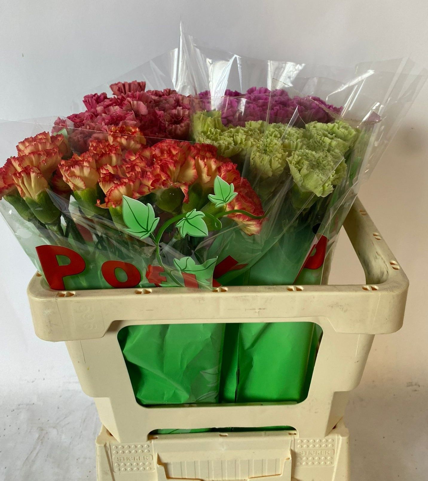 Диантус од. Микс в баке, шт.