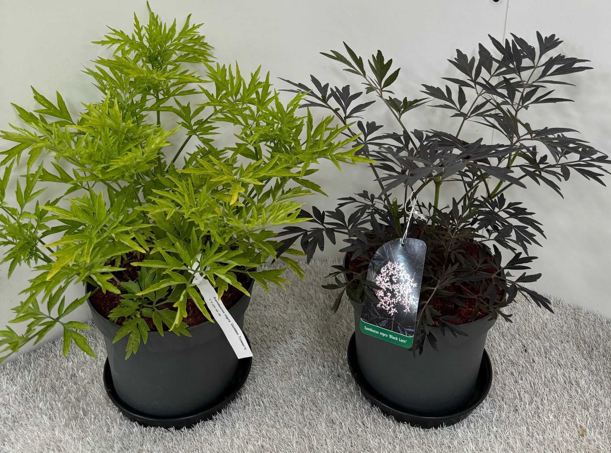 Sambucus nigra in Sorten, D 23