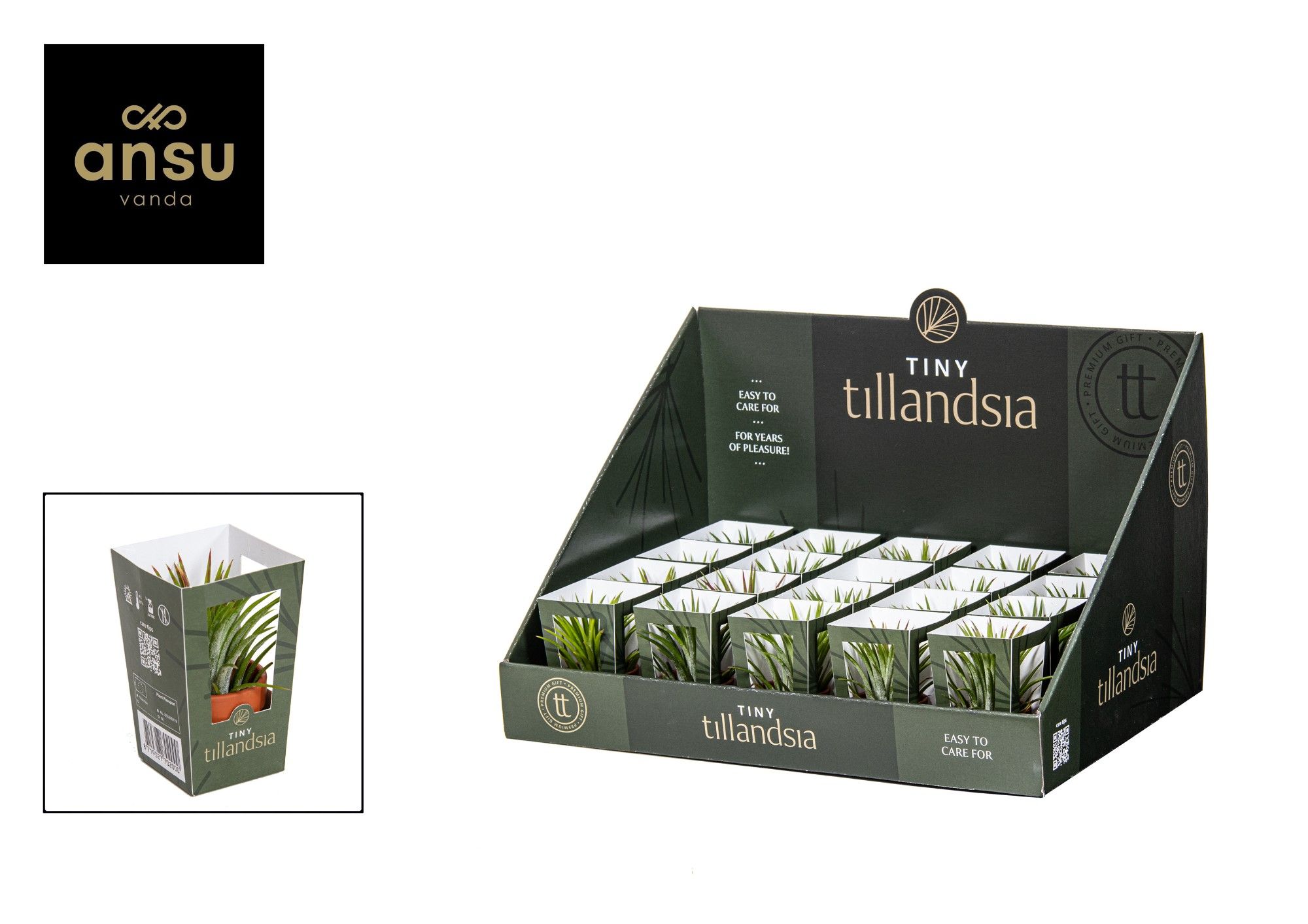 Tiny Tillandsia in Terracotta pot, D 6